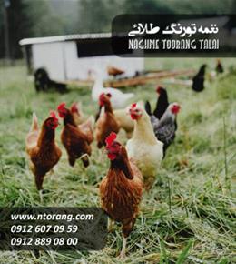 جوجه یک ماهه محلی گلپایگانی 